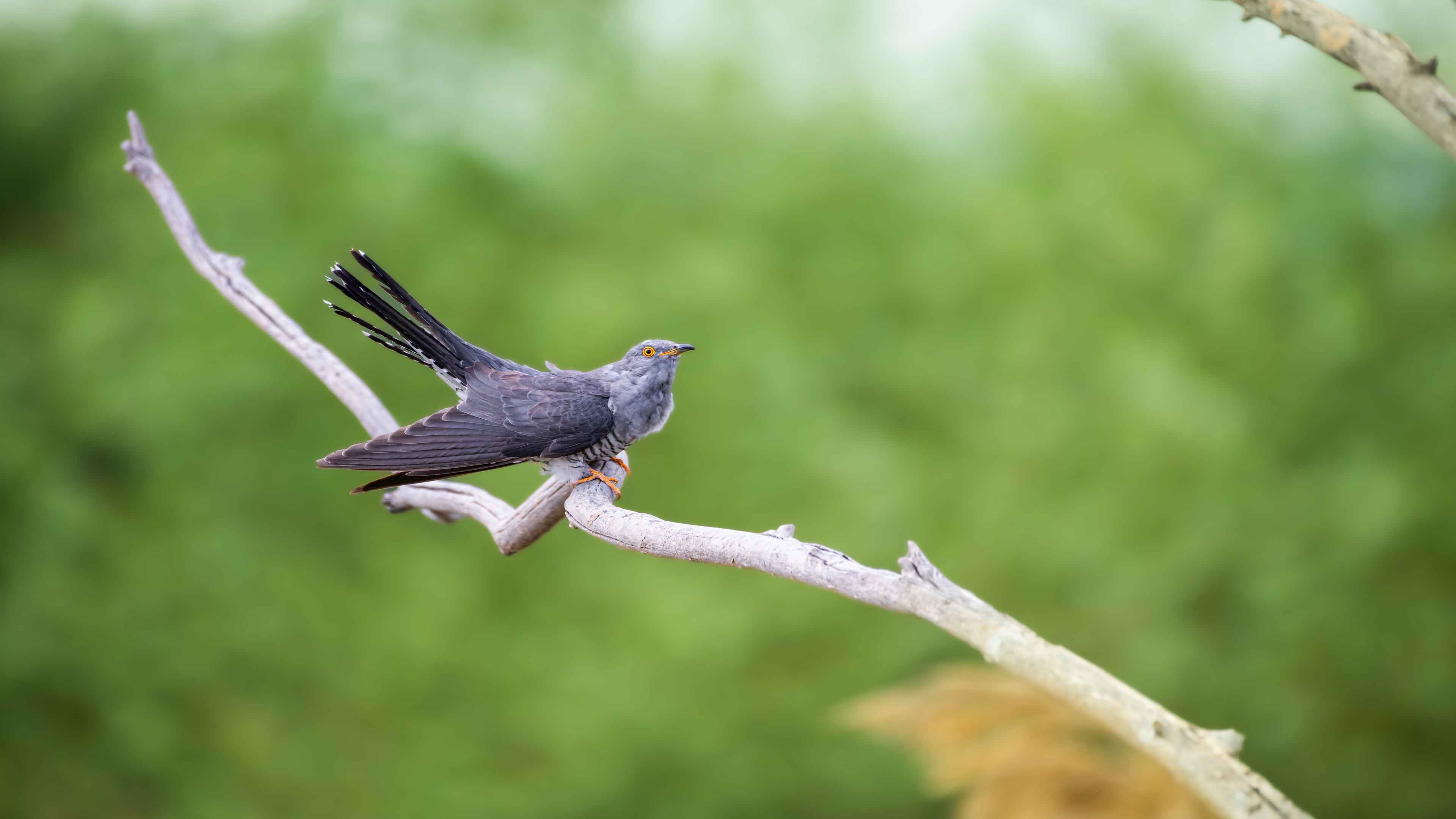 Common Cuckoo